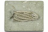 Fossil Crinoid (Histocrinus) - Crawfordsville, Indiana #325637-1